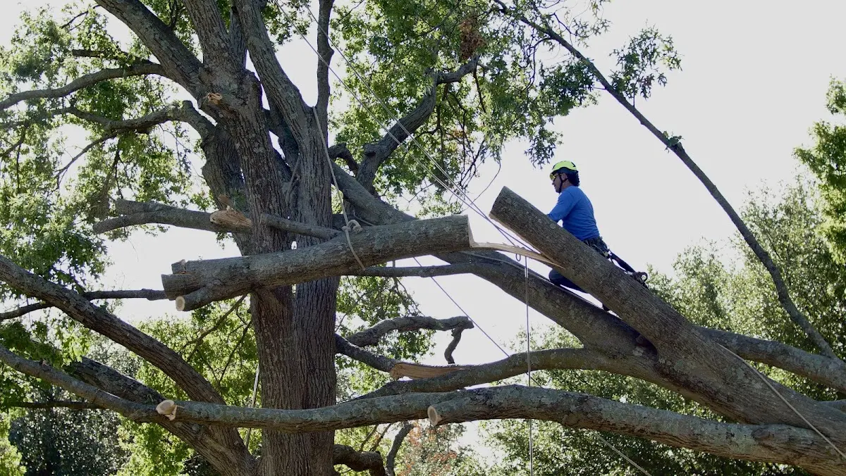 Professional Hazardous Tree Removal performed by certified arborists in Gloster