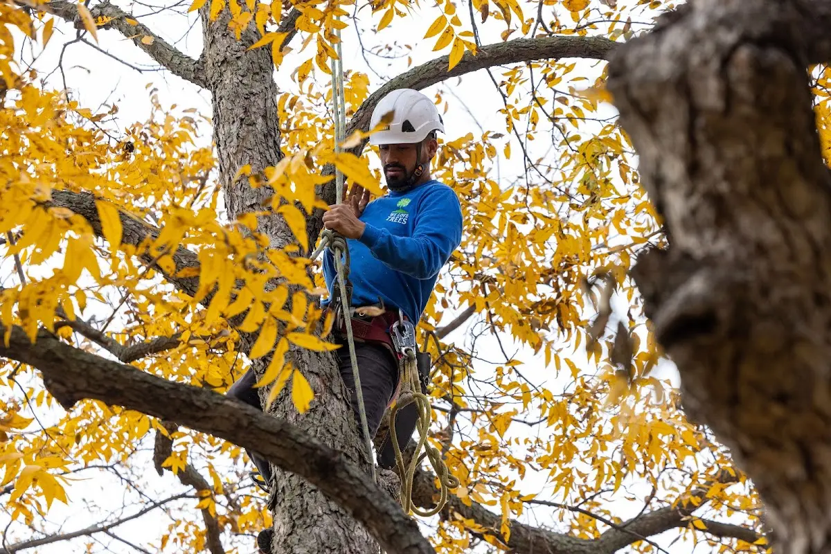 Skilled Tree Disease Treatment crew working in Gloster